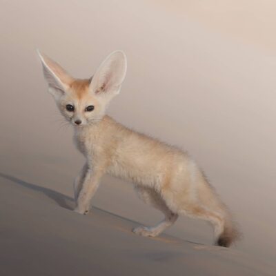 MALE FENNEC FOX FOR SALE